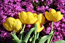 Yellow Tulips And Pink Phlox