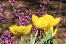 Yellow Tulips And Redbud Blooms