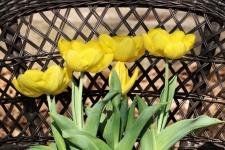 Yellow Tulips In Wicker Chair