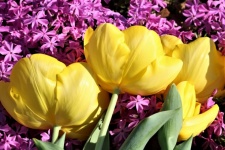Yellow Tulips On Pink