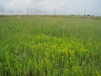 Yellow Wild Flowers In A Grassland