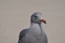 Young Gull Portrait