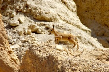 Young Ibex Deer On Mountain Ledge