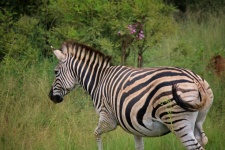 Zebra In Green Grass In S-africa