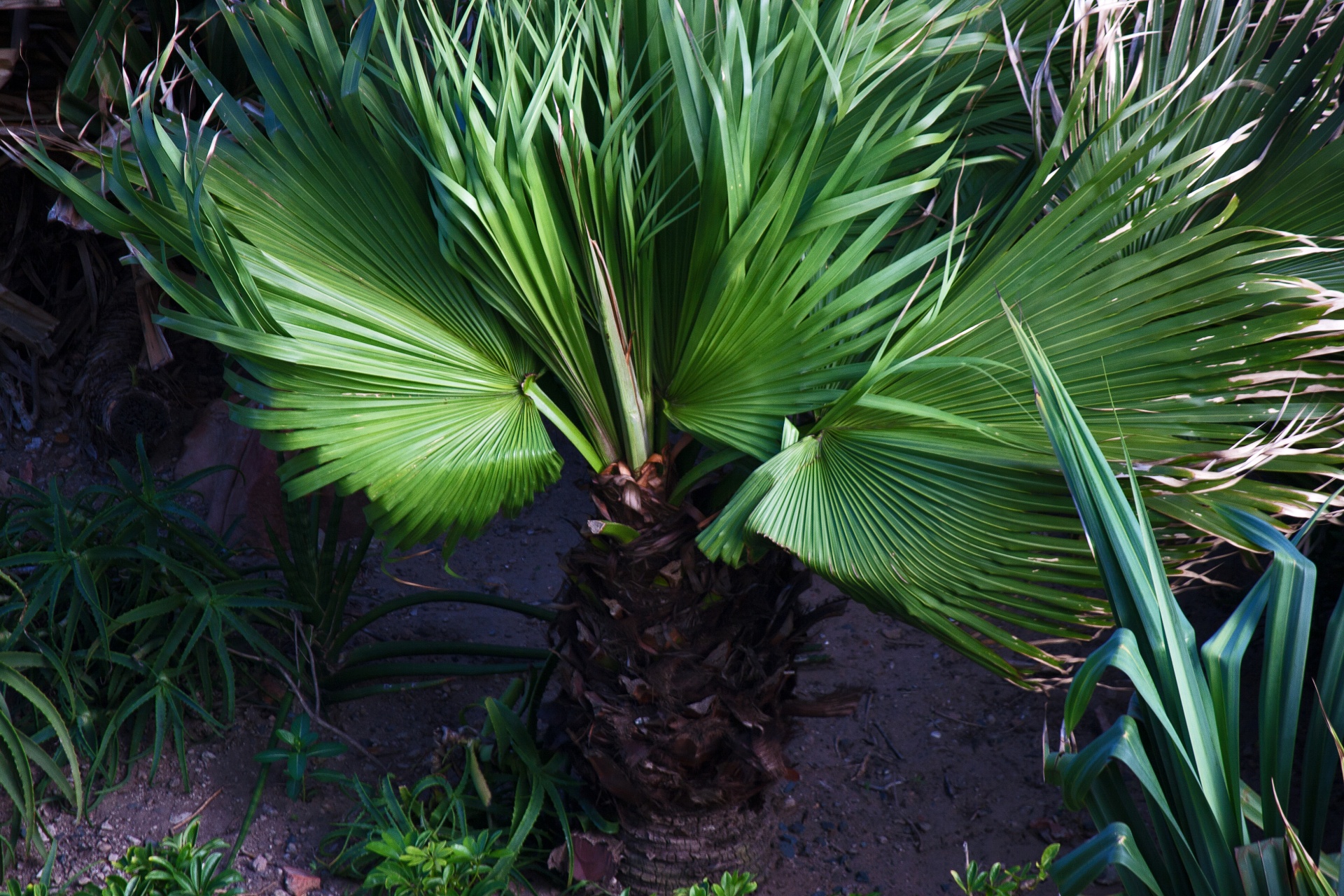 Aerial View Of A Palm Tree