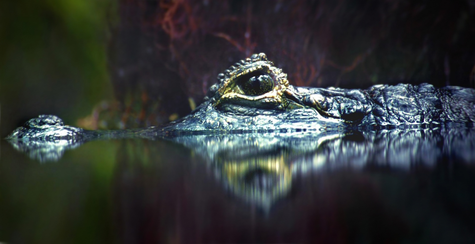 Alligator Crocodile Photo Water