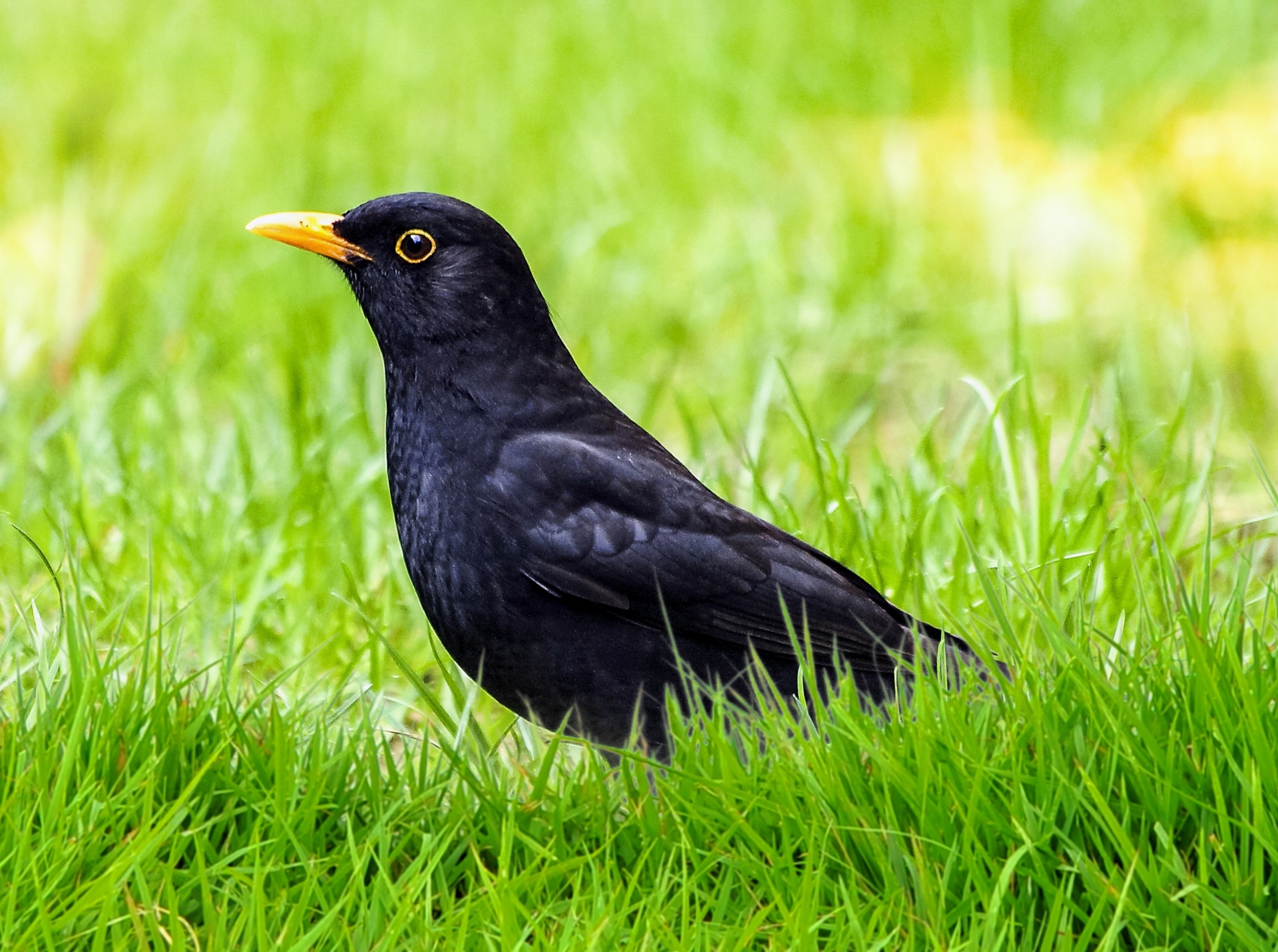 Blackbird Thrush Bird Black