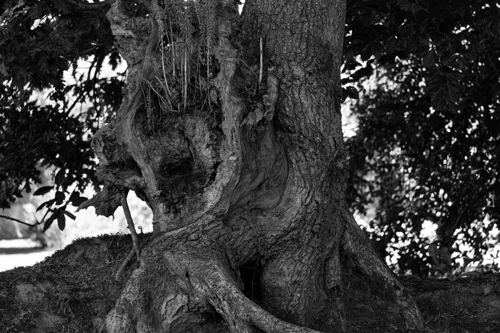 Tree And Large Roots