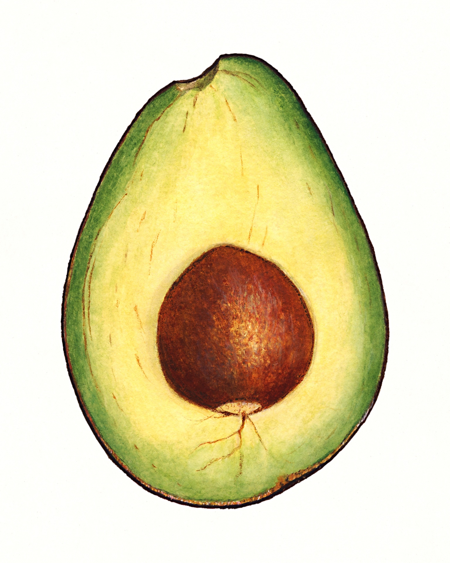 Avocado Fruit Vintage Painting