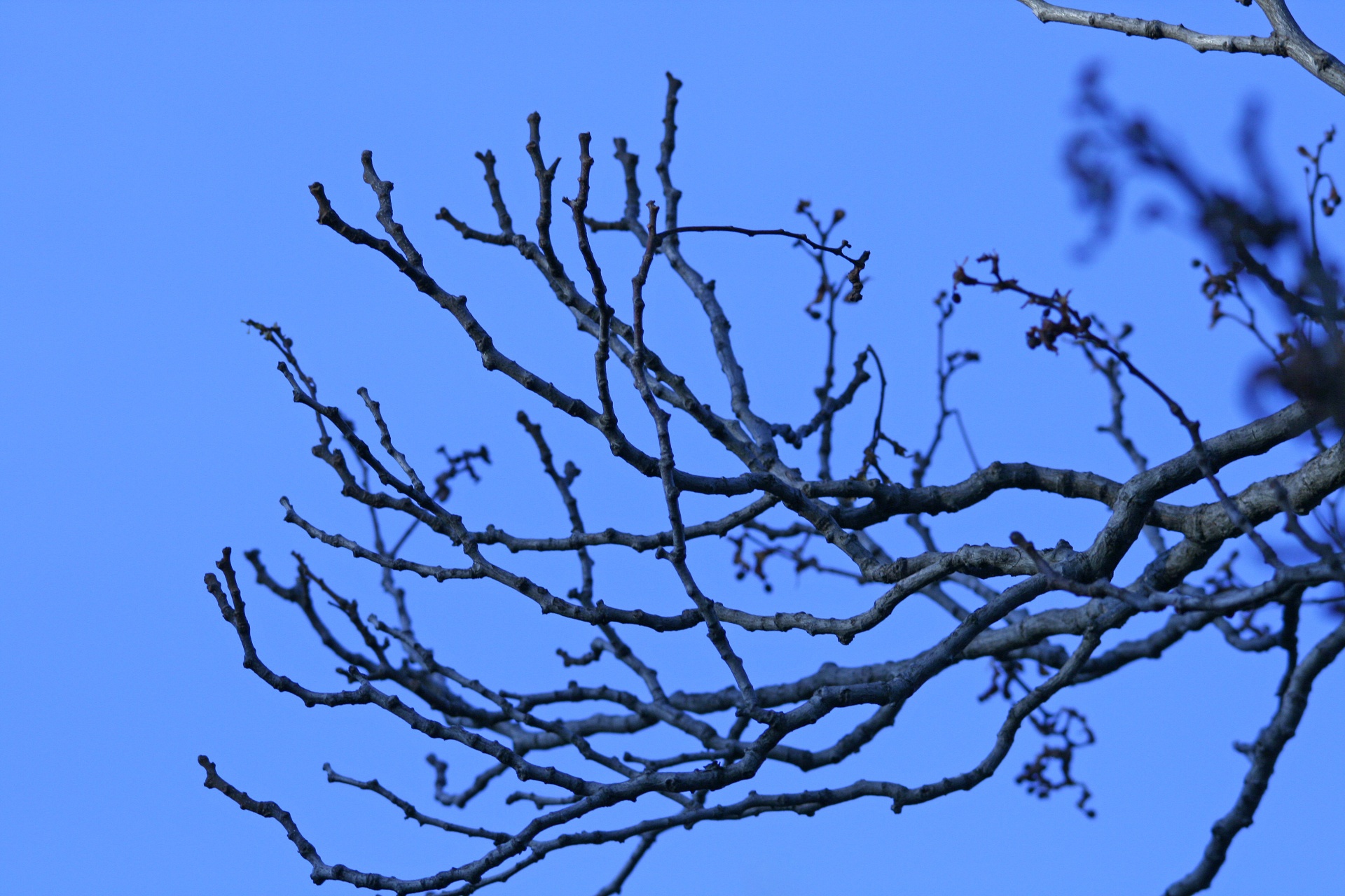 Bare Japanese Raisin Tree Branches