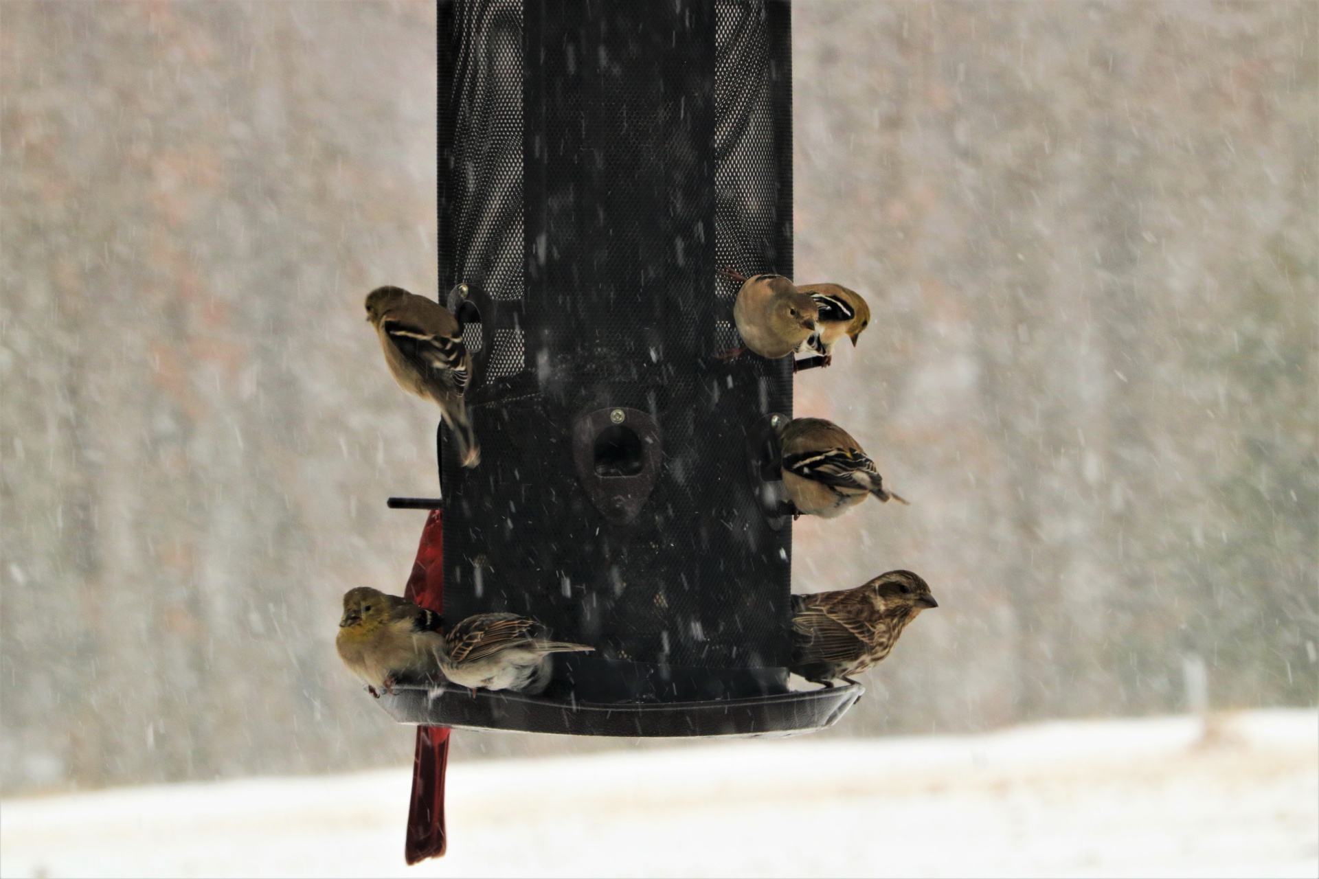Birds On Bird Feeder In Snow