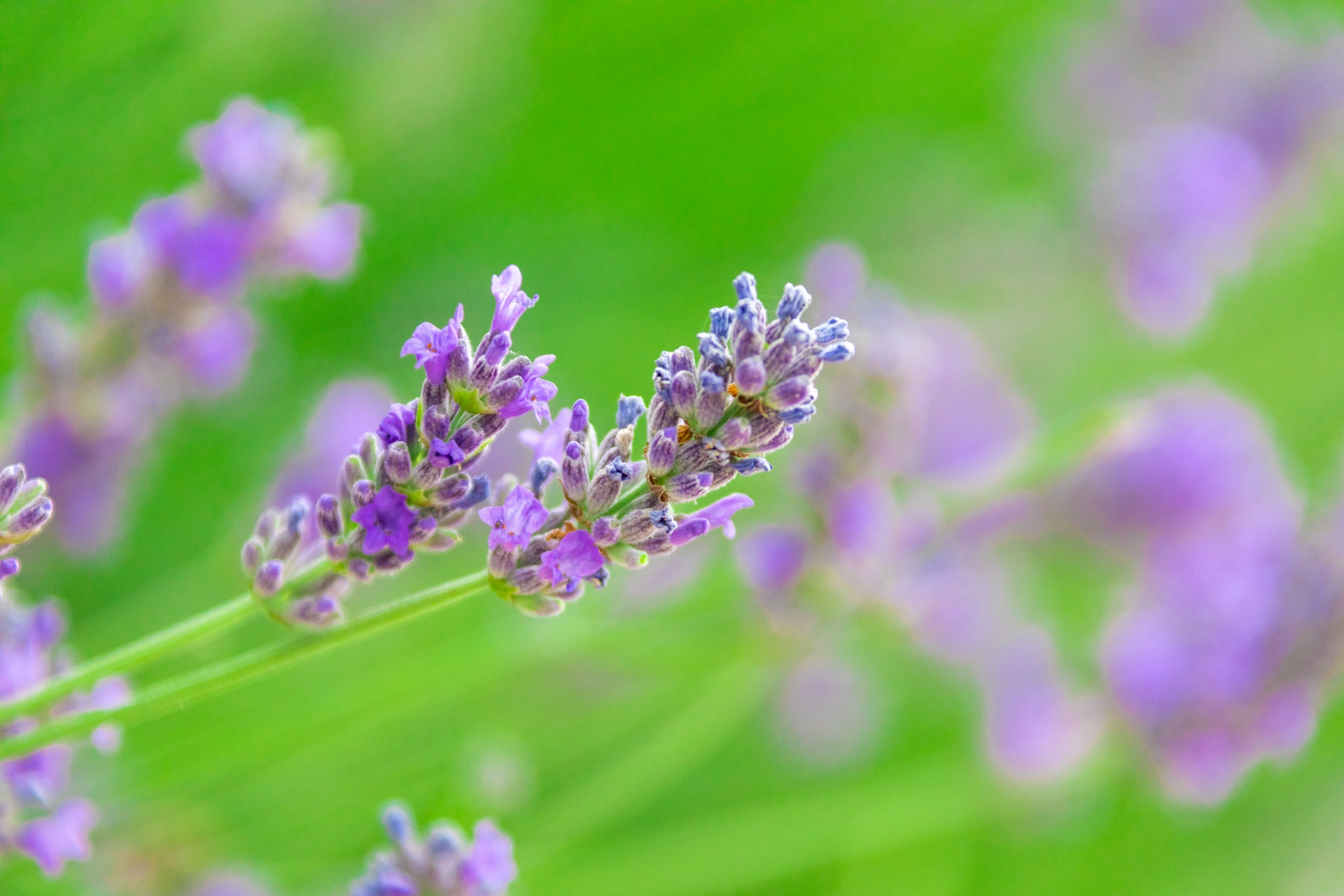 Flowering lavender flowers