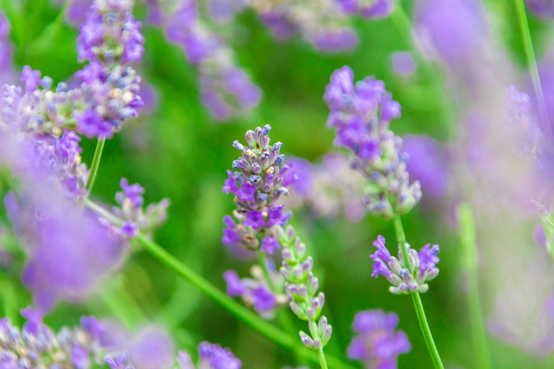 Flowering lavender flowers