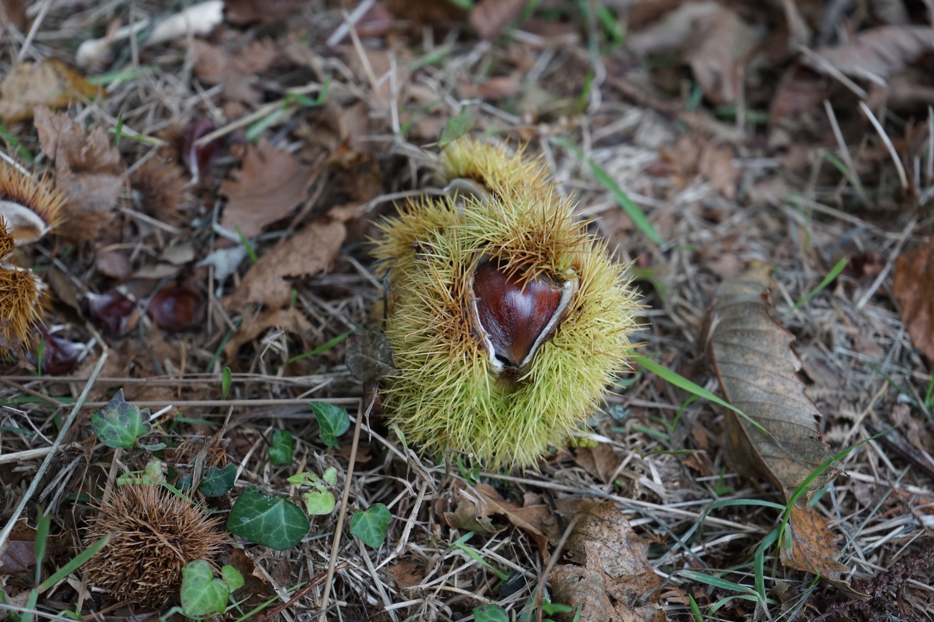 Chestnut Seed