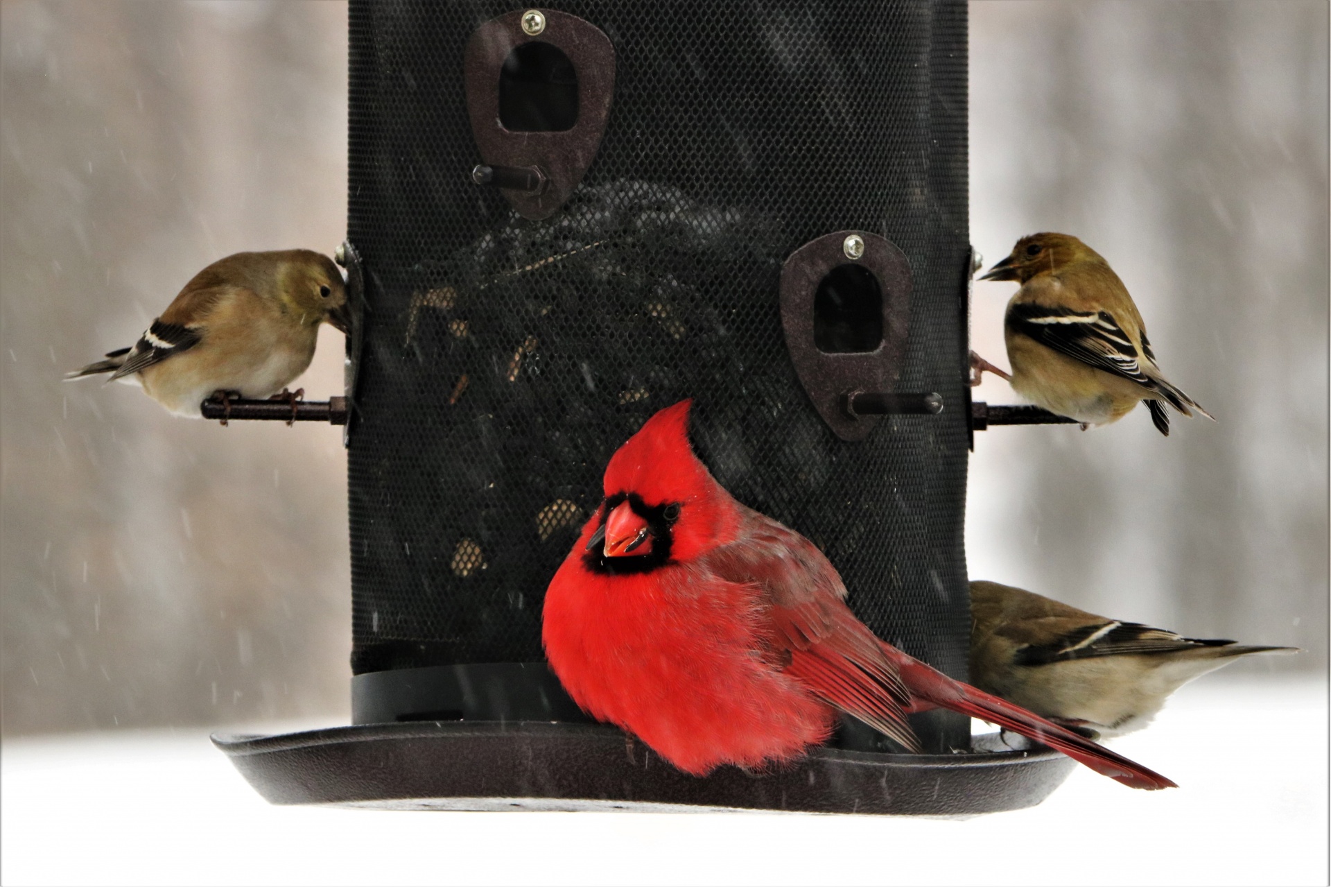 Cardinal And Goldfinch On Feeder 2