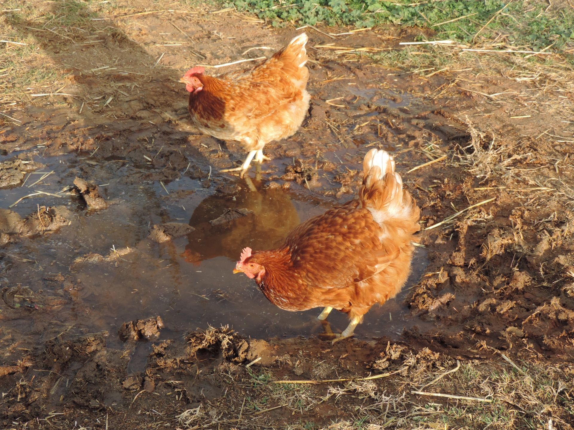 A couple of chickens playing in the mud