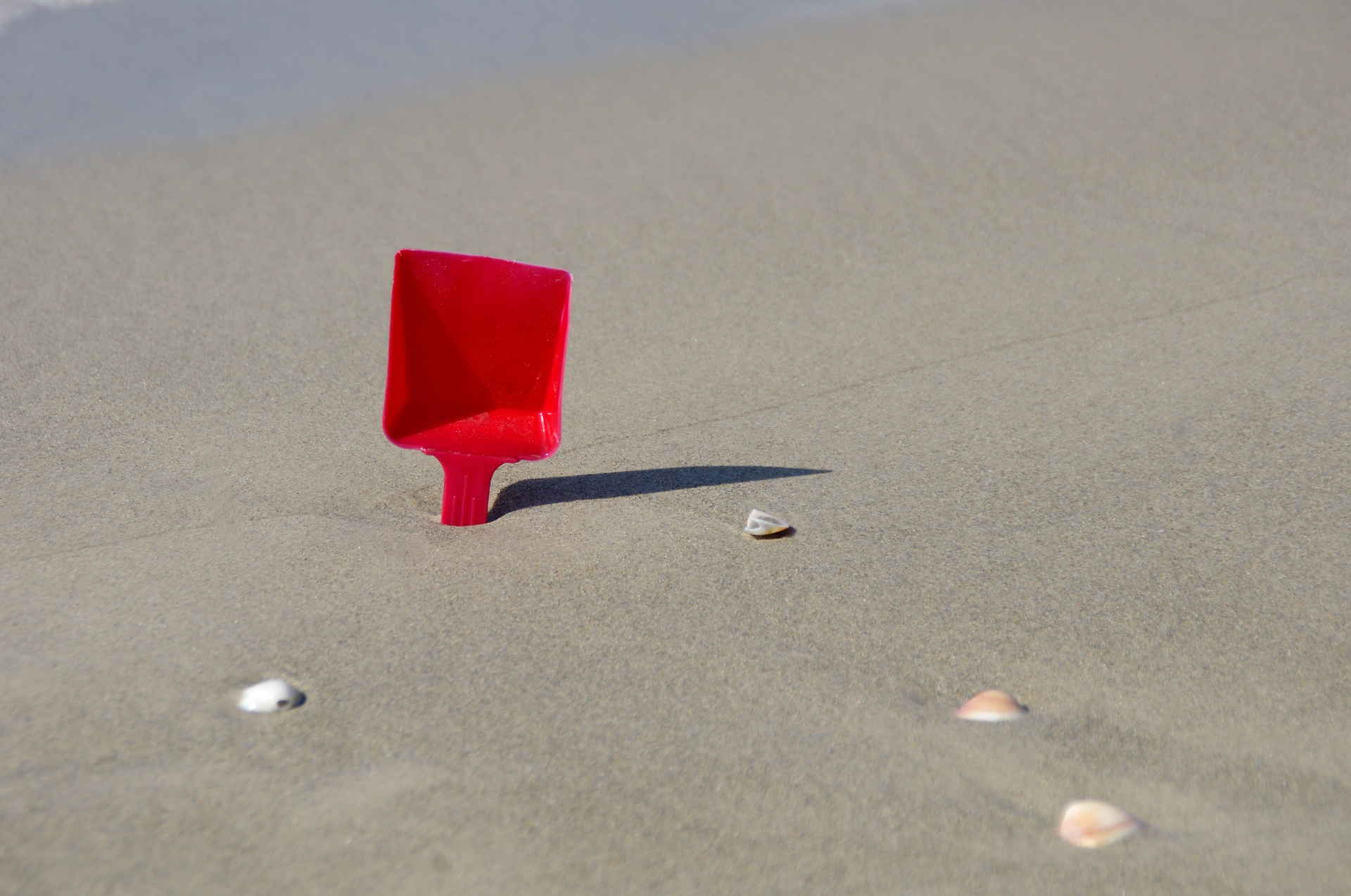 Close-up Of Red Spade With Shells