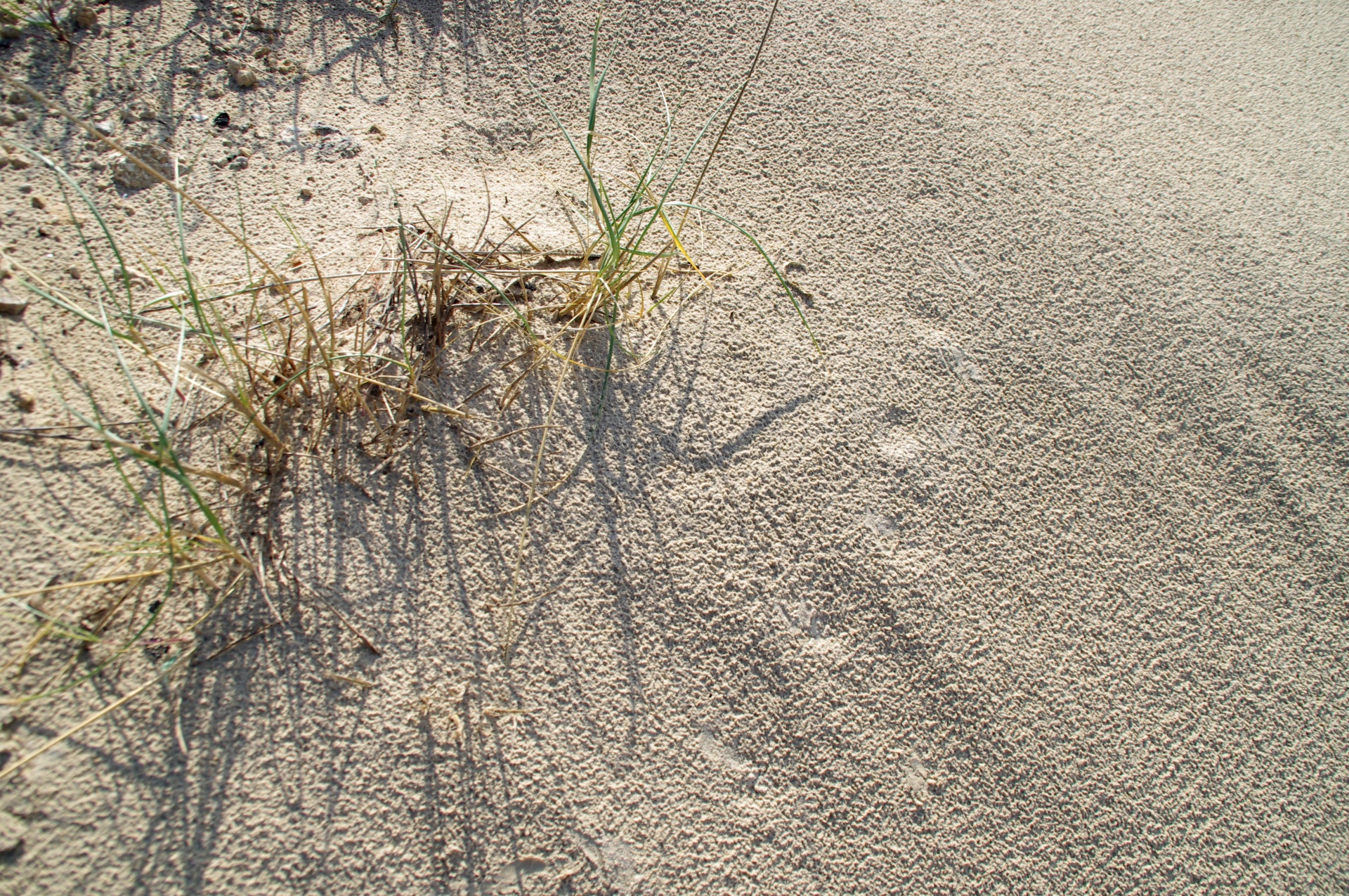 Close-up Of Sand Grasses On Beach