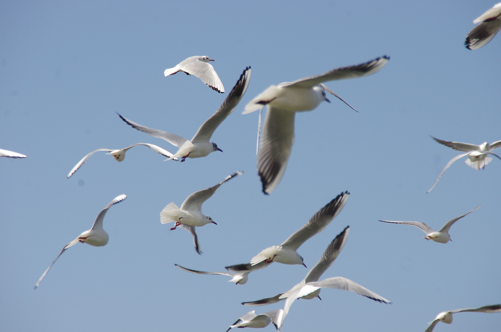 Close-up Of Sea Gulls Flying Away