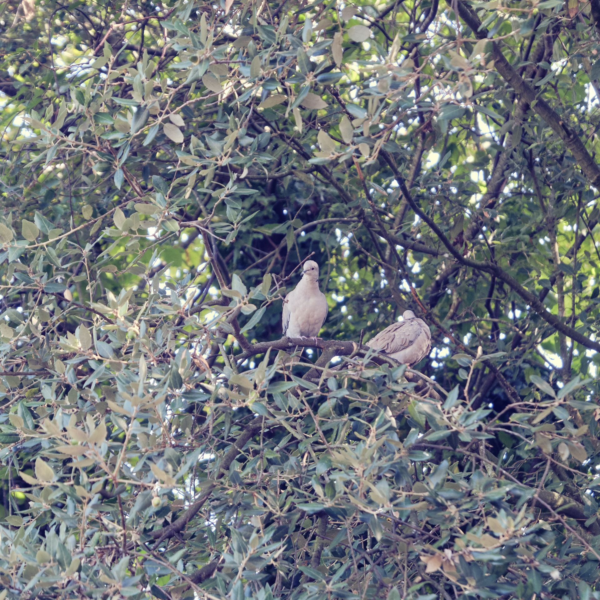 Couple of turtledoves in the trees