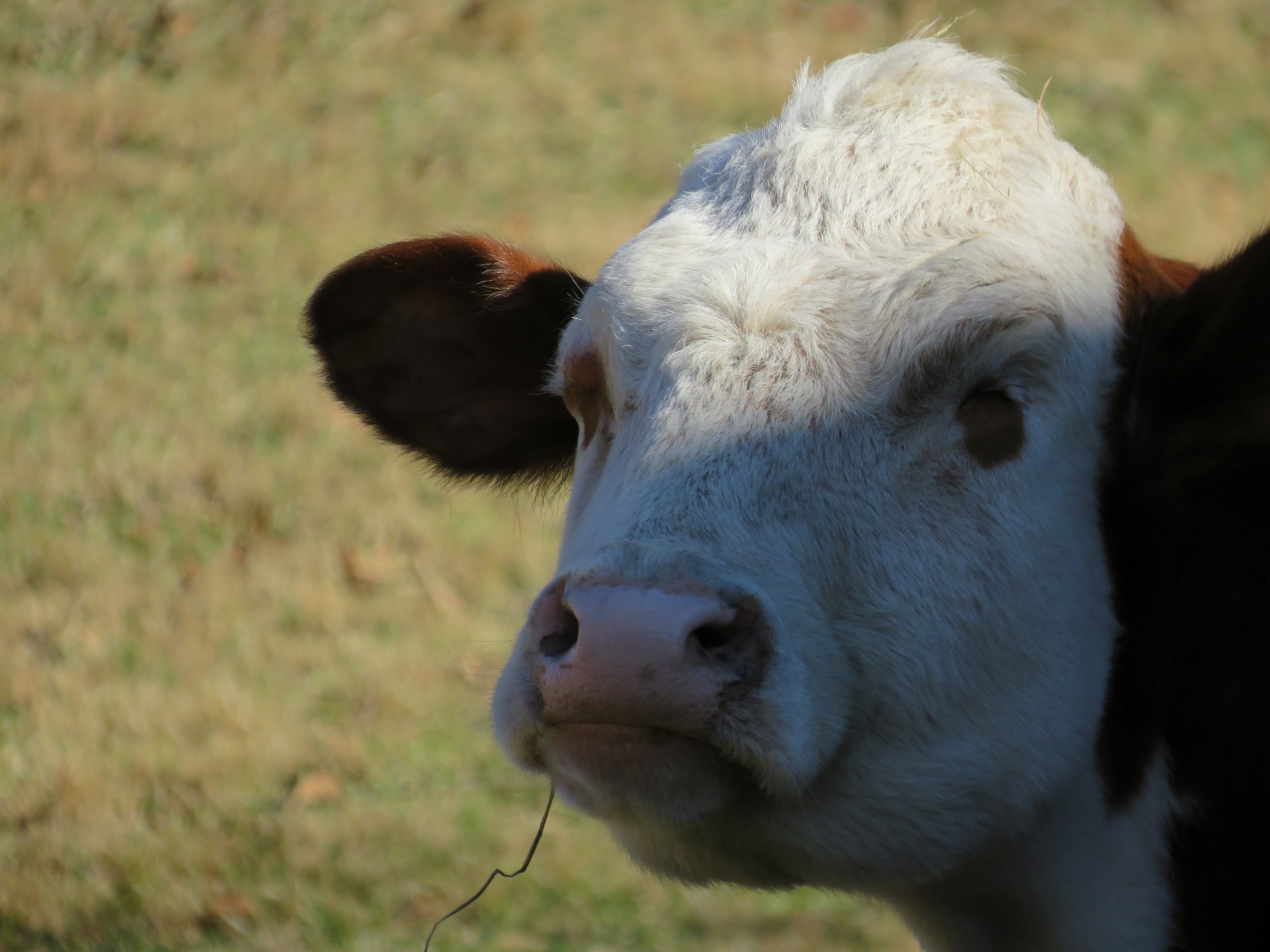 Cow At A Farm Sanctuary