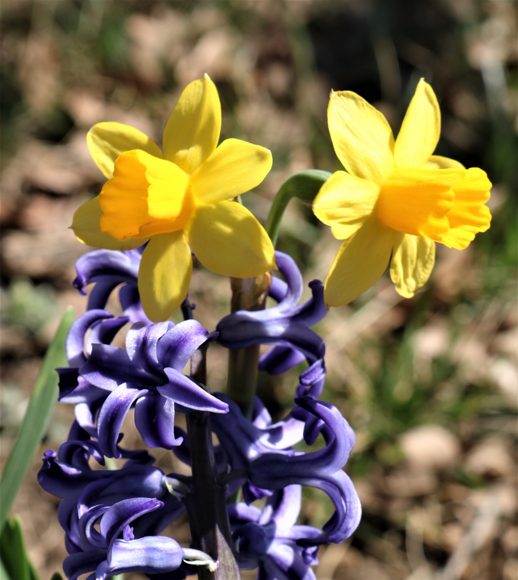 Daffodils And Hyacinth Close-up