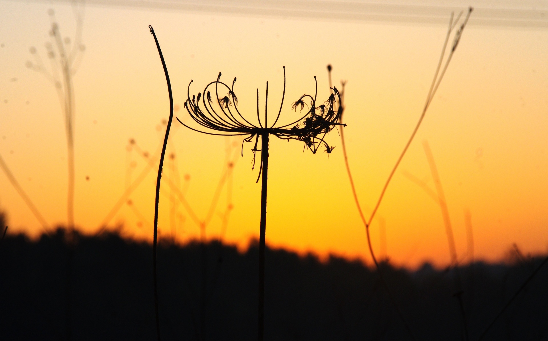 Delicate Weed Silhouette At Sunrise