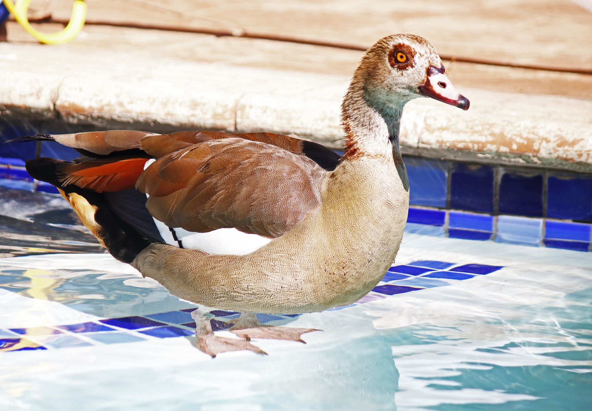 Egyptian Goose Standing In Pool