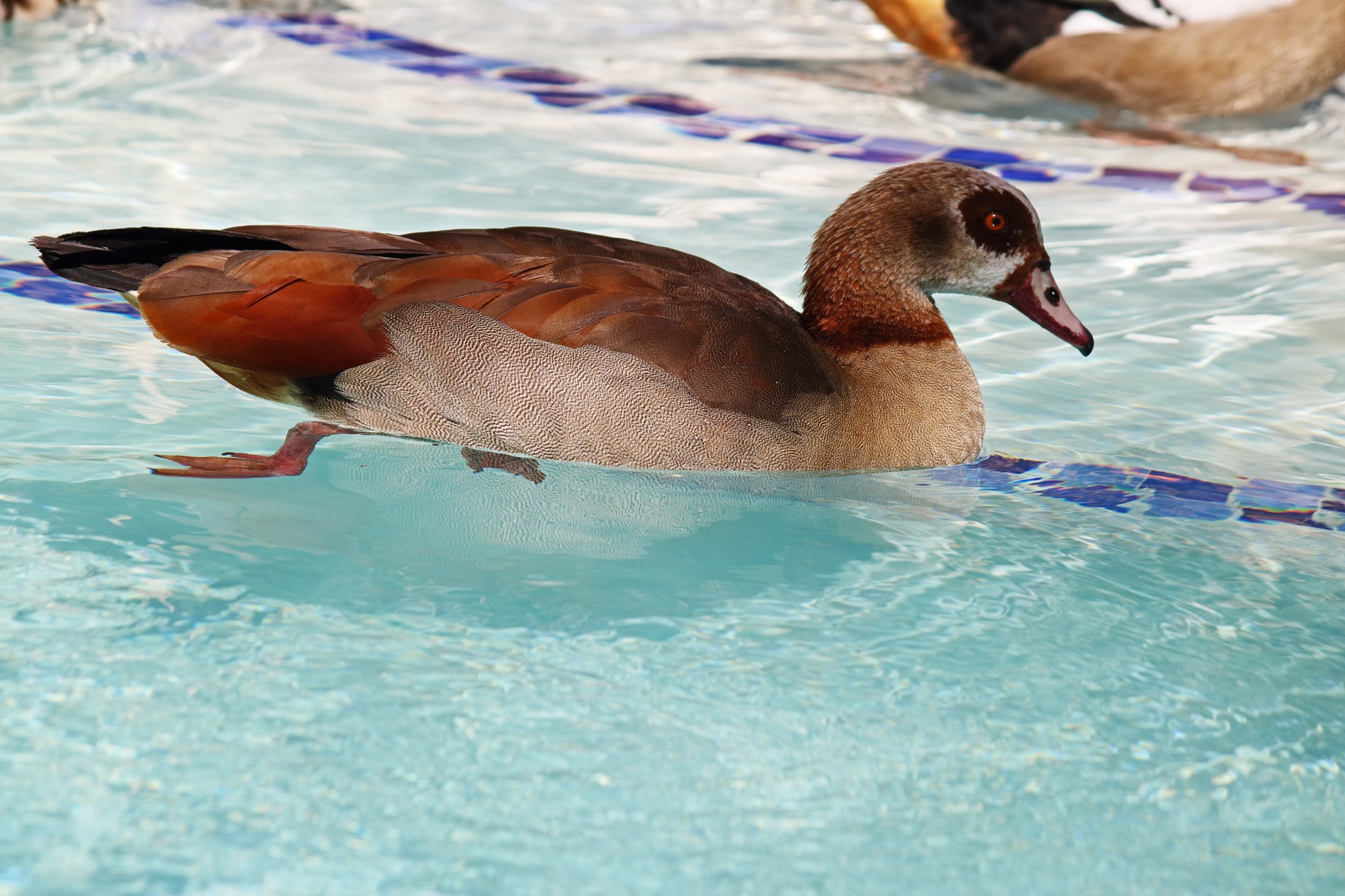 Egyptian Goose Swimming In Pool