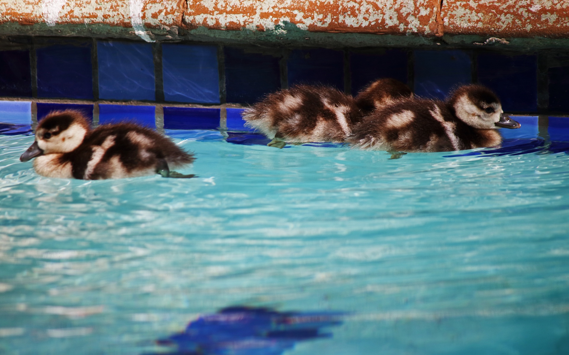 Egyption Goose Goslings In A Pool