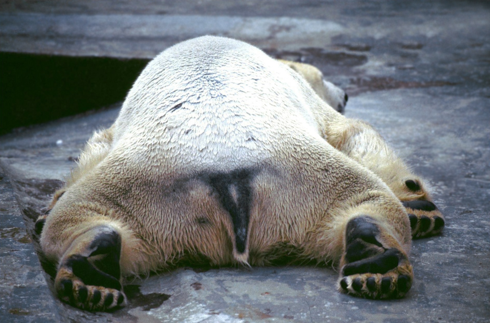 Polar Bear Polar Bear Photography