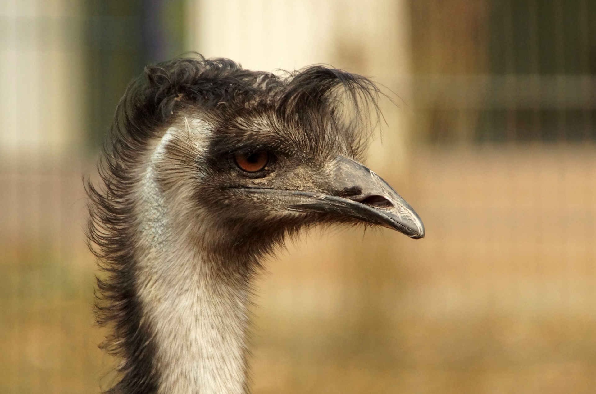 Emu Bird Hairstyle Funny