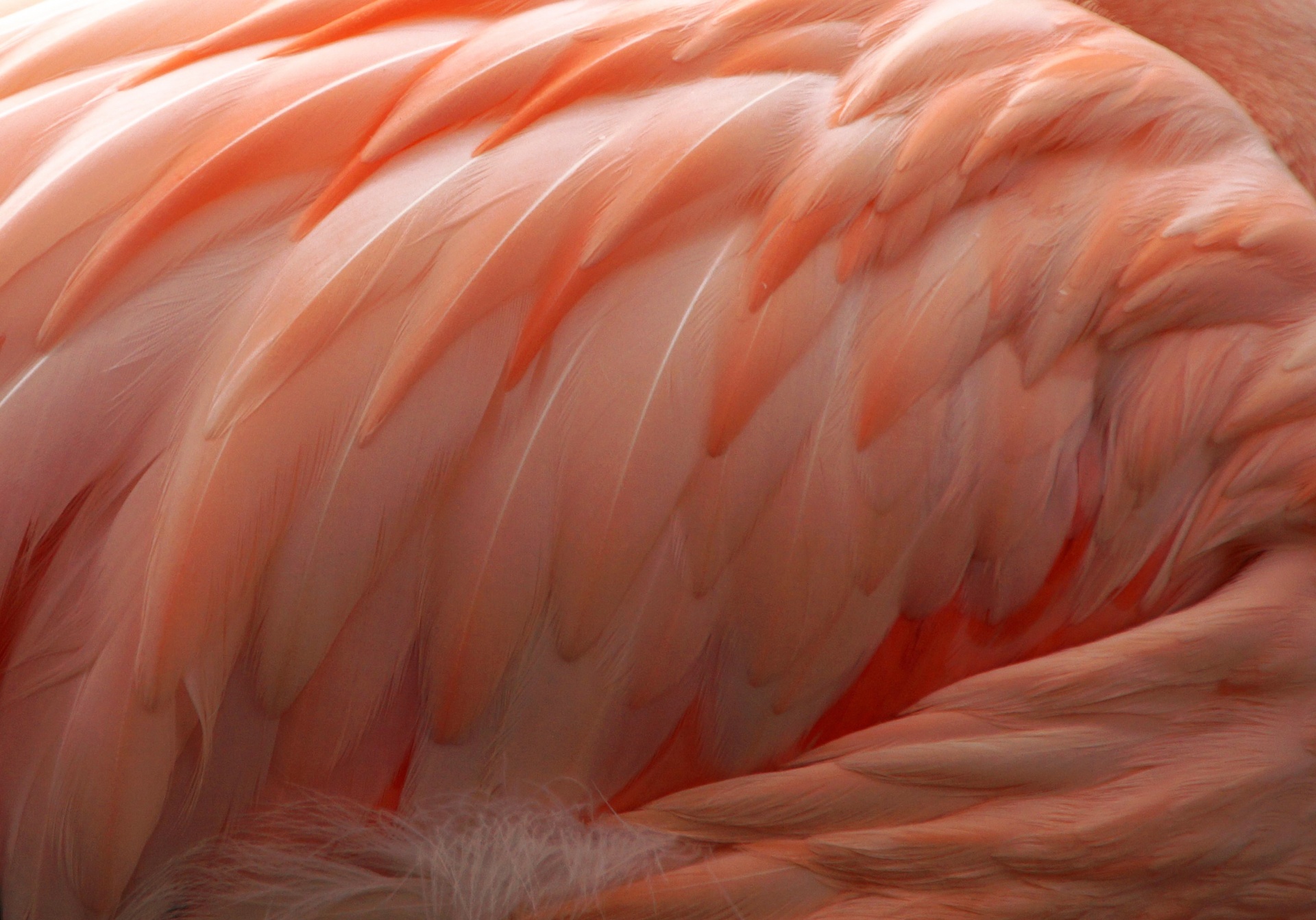 Feathers plumage flamingo pink details photo