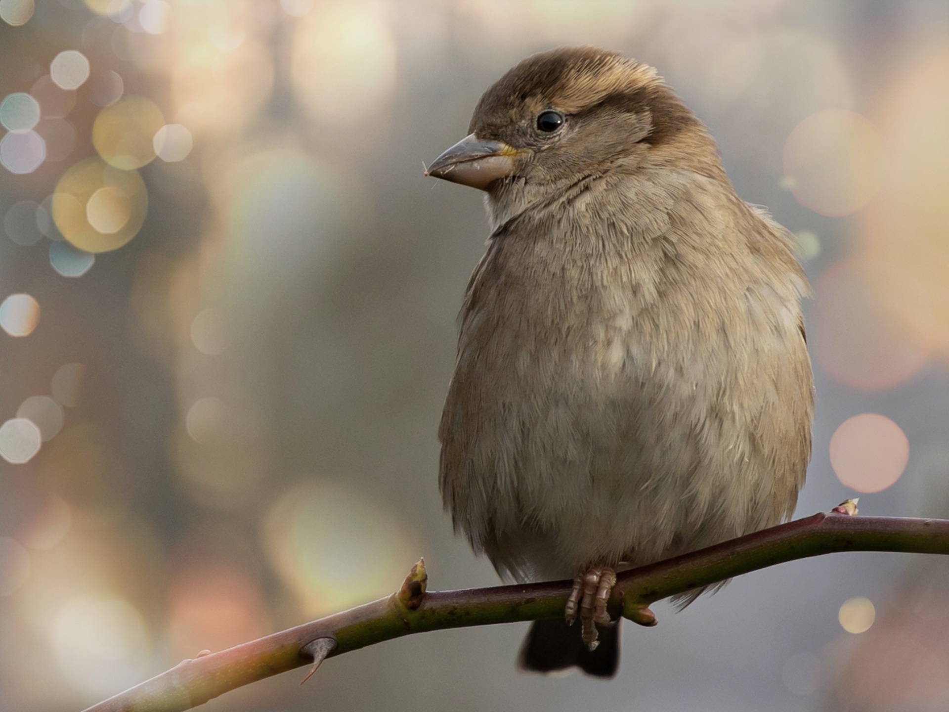 Tree Sparrow Sparrow Sparrow Bird Photography