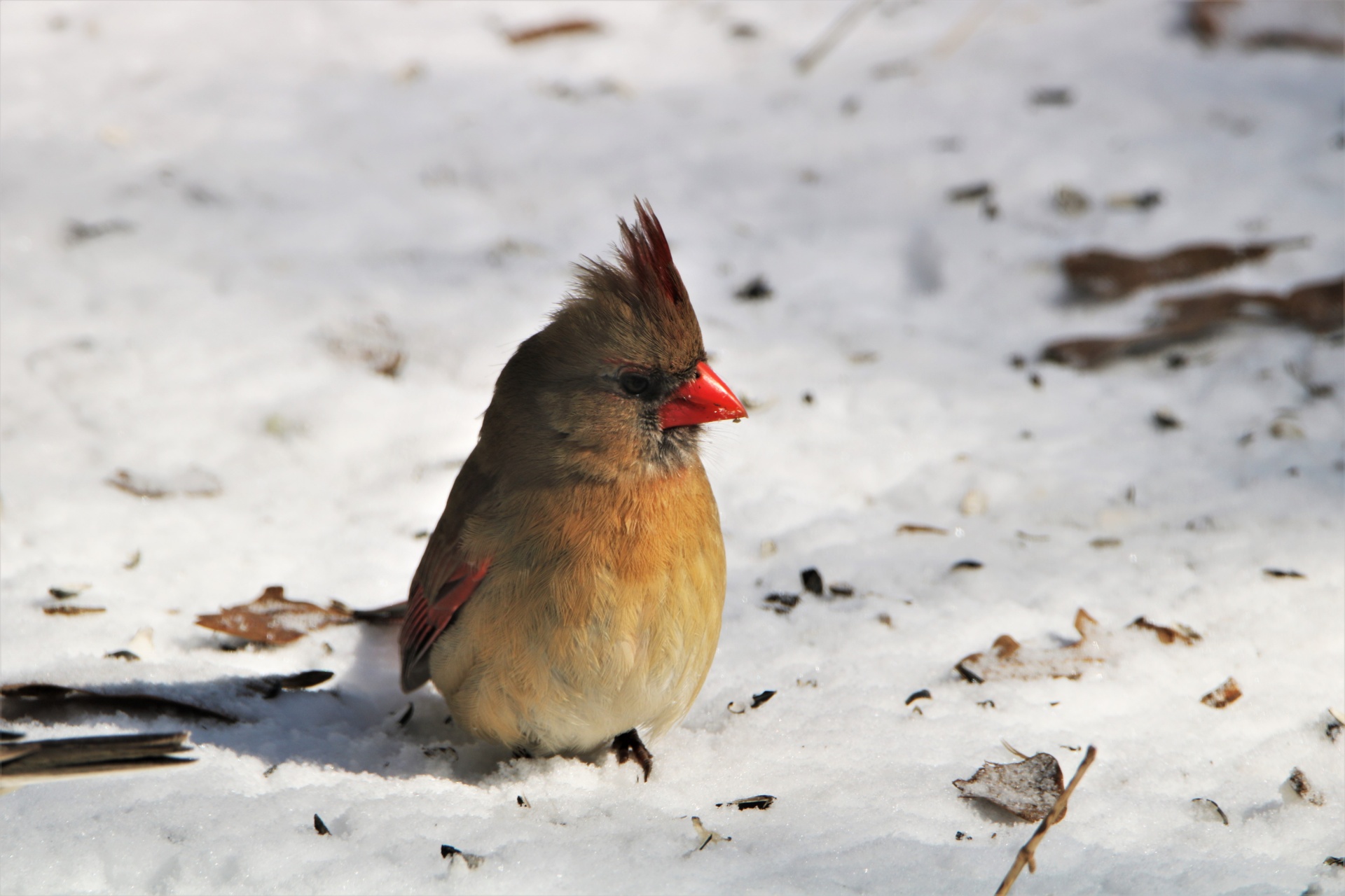 Female Cardinal In Snow 2