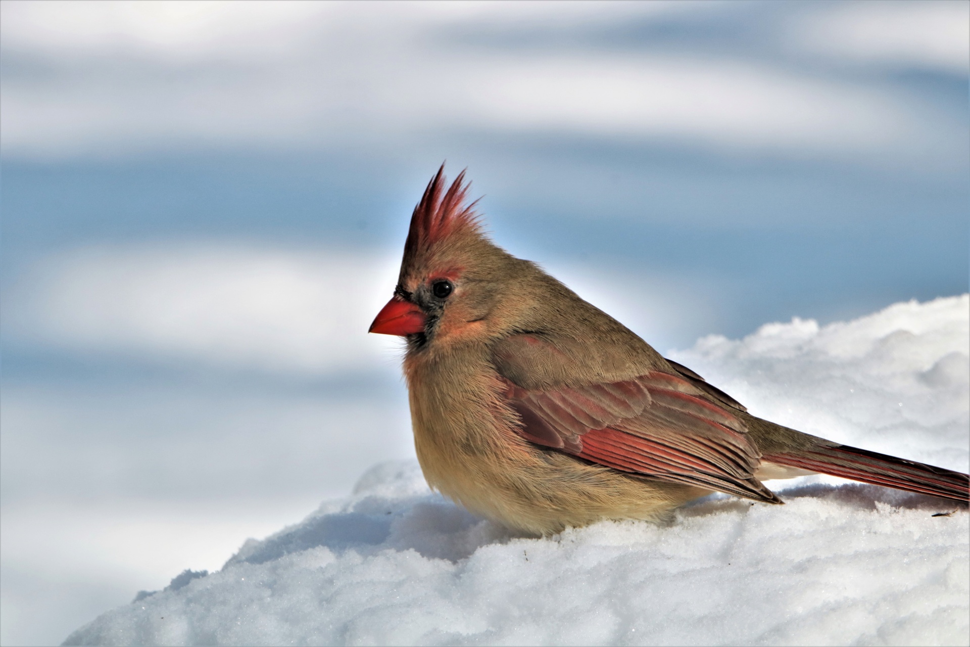 Female Cardinal In Snow Portrait