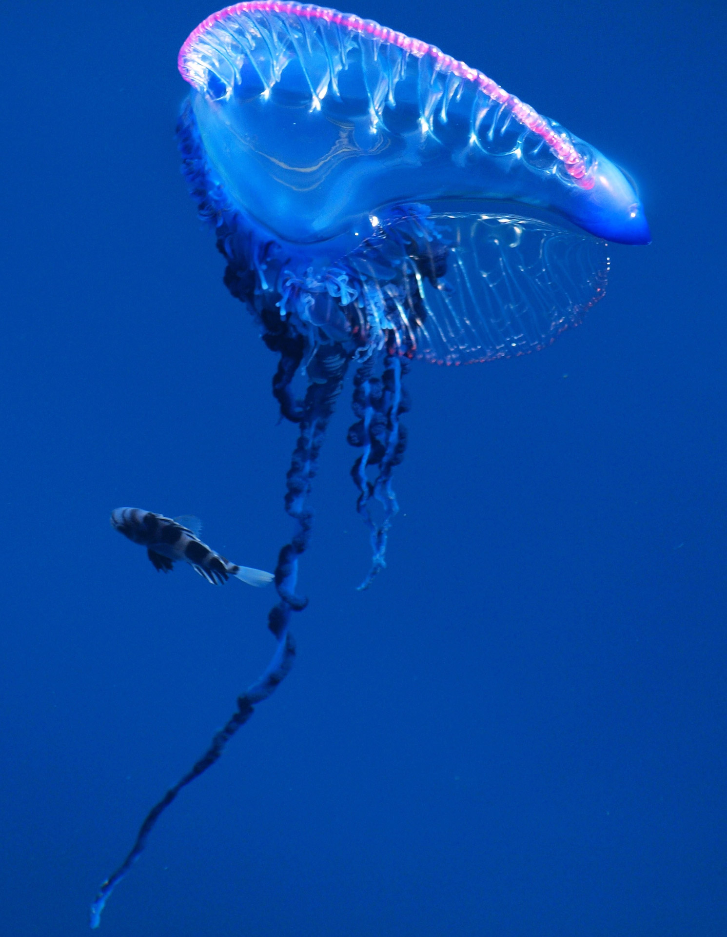 Picture of a Portugese man o´war and pampano fish