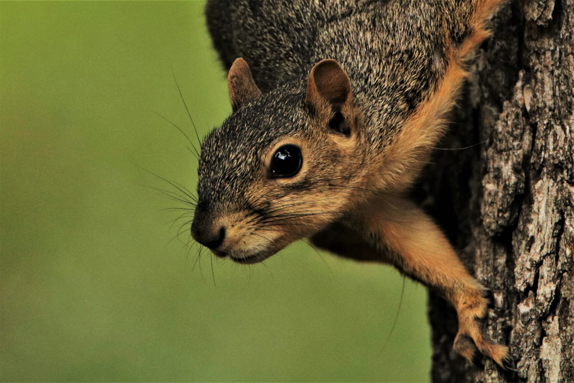 Fox Squirrel Close-up Portrait 2