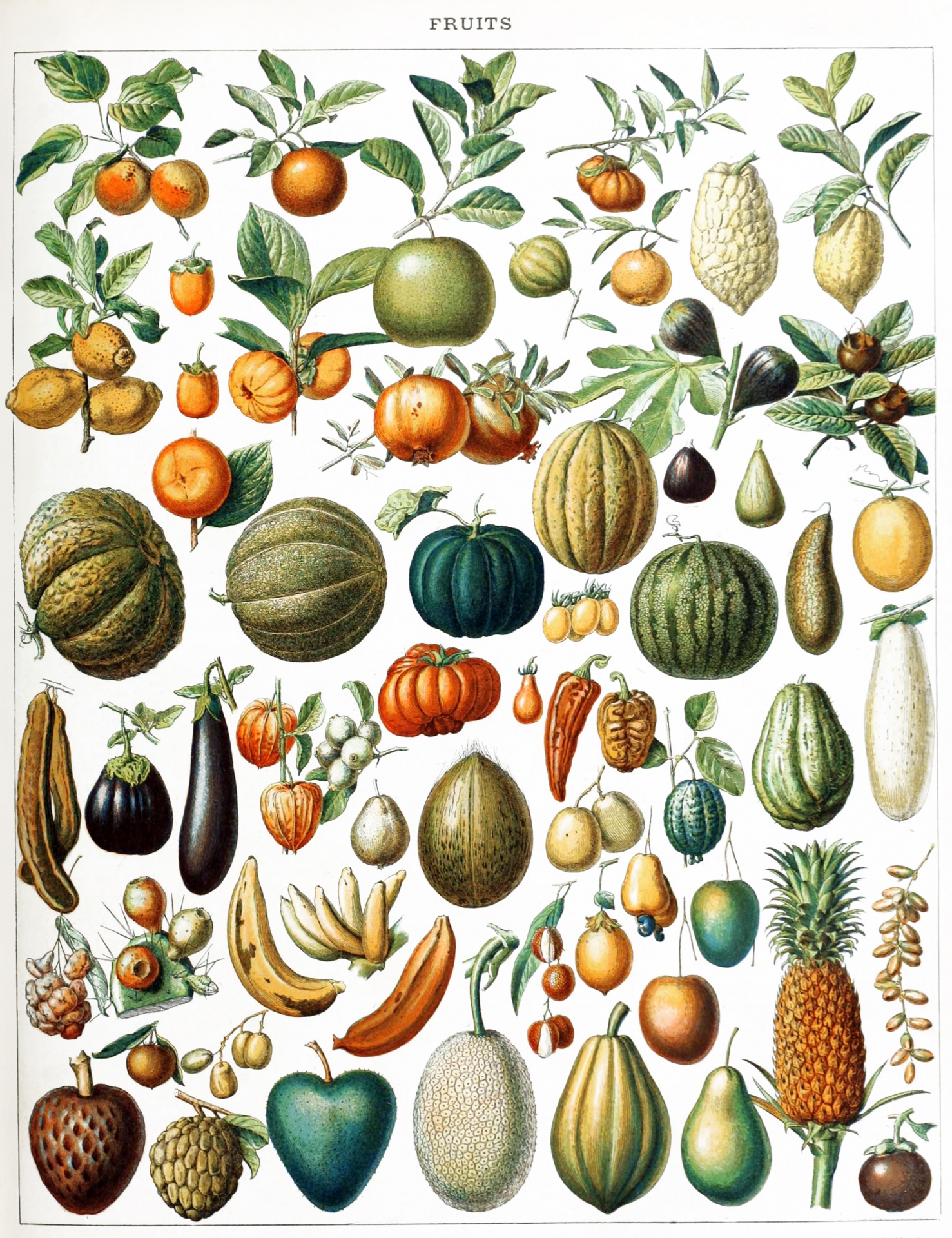 Fruits Fruit Vintage Poster