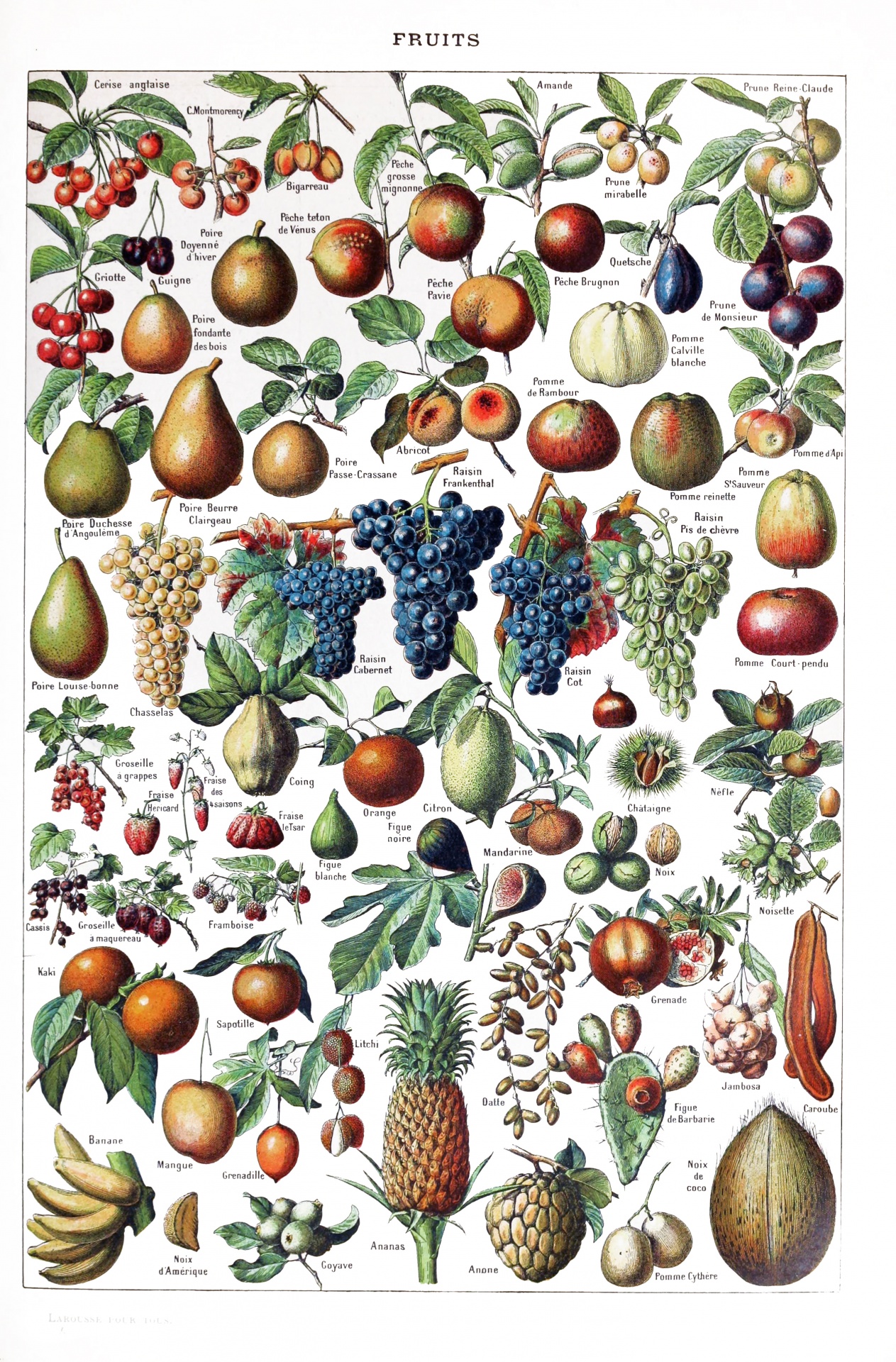 Fruits Fruit Vintage Poster