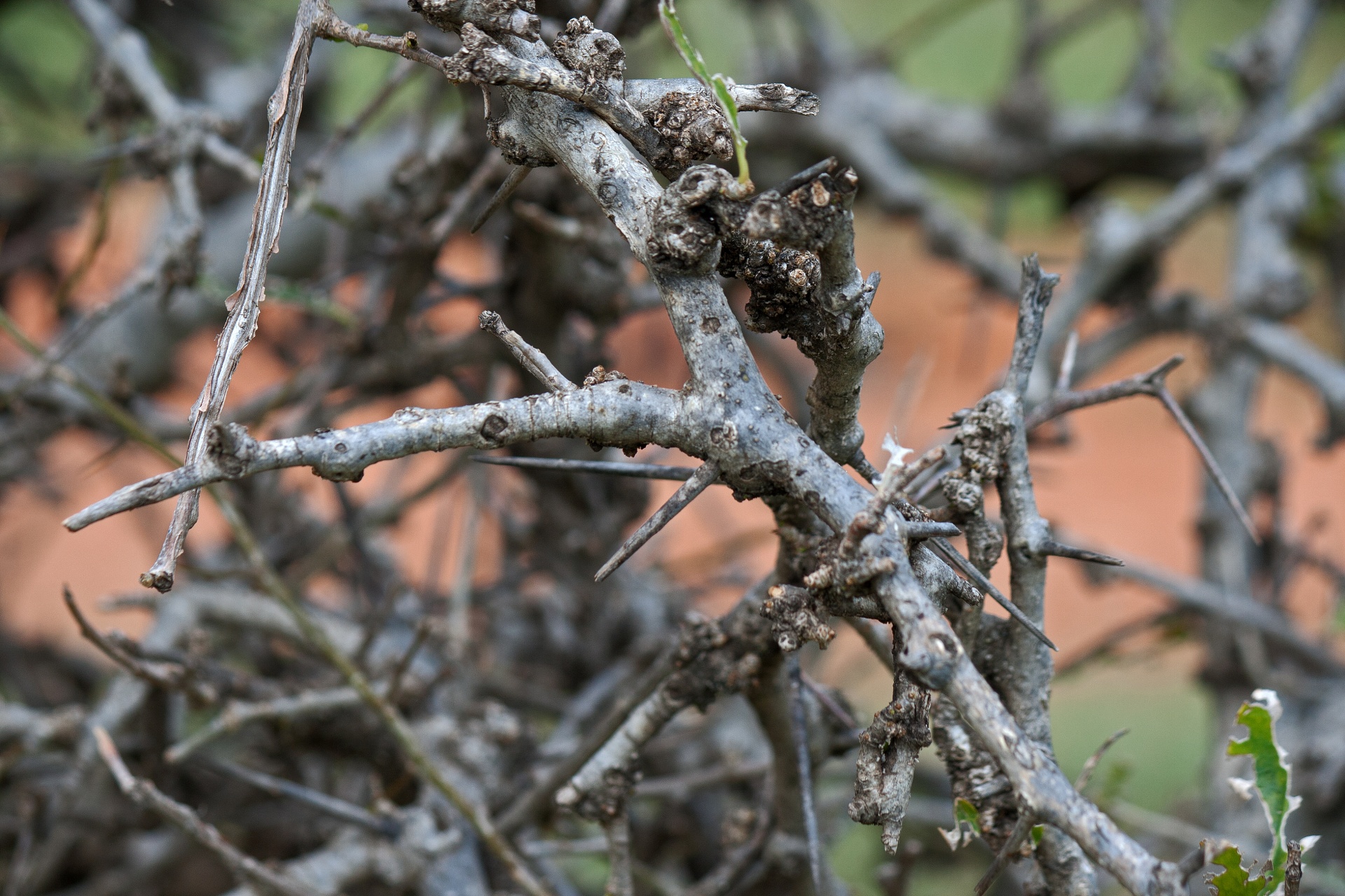 grey branches of puzzle bush with thorns