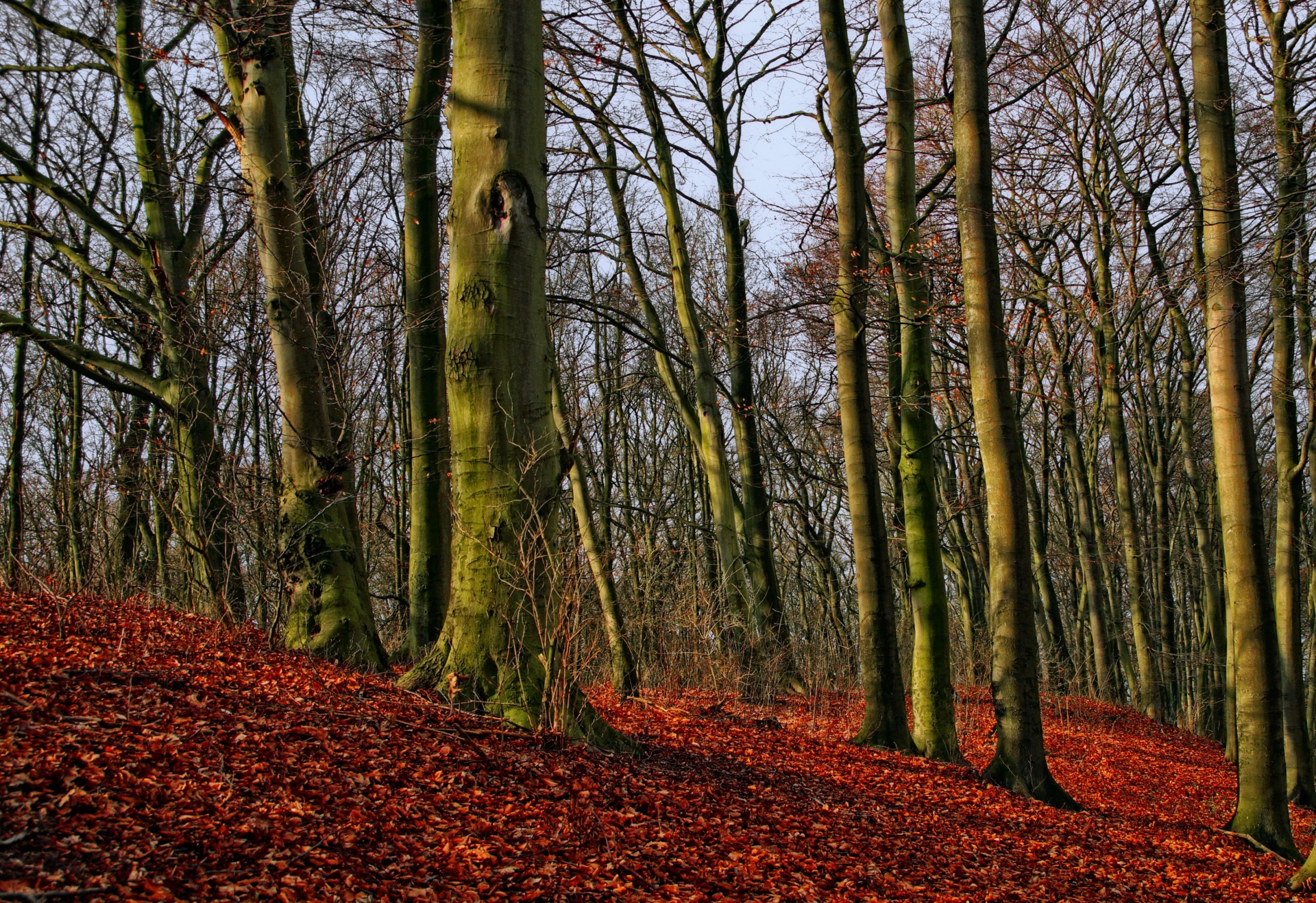 Autumn forest trees photography nature landscape