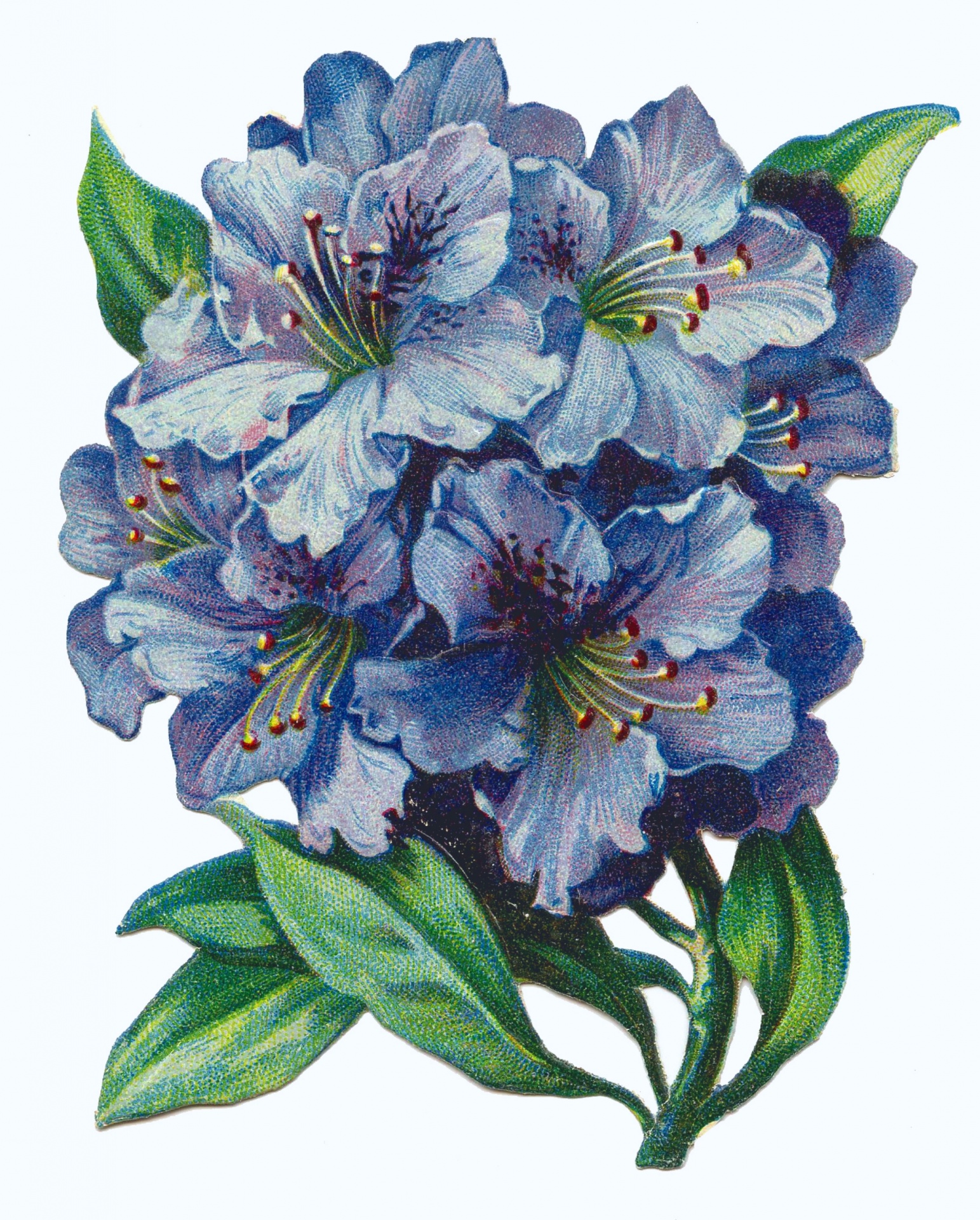 Hydrangea Flowers Vintage Art