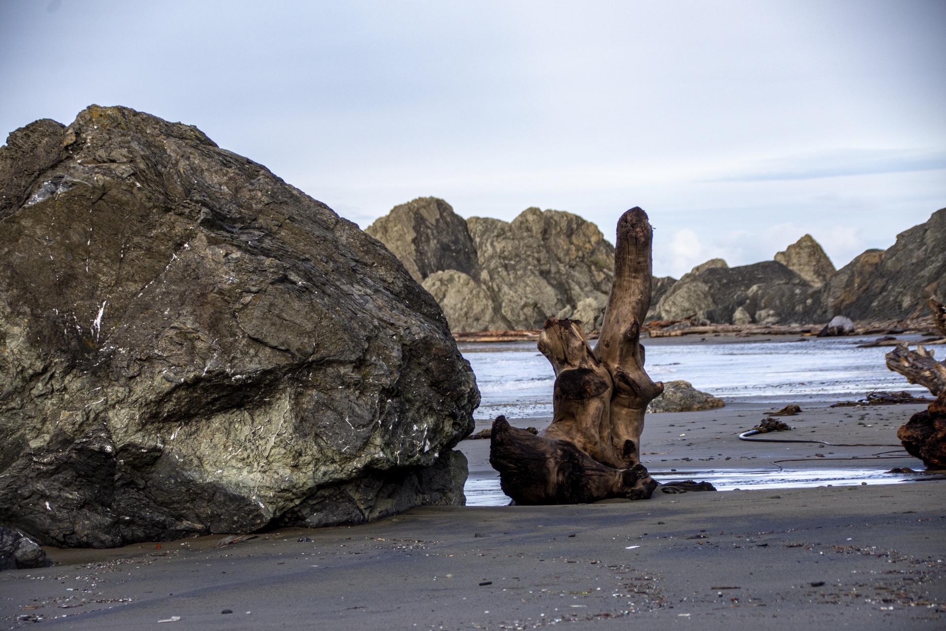 huge driftwood tree trunks line the ocean coast of Oregon