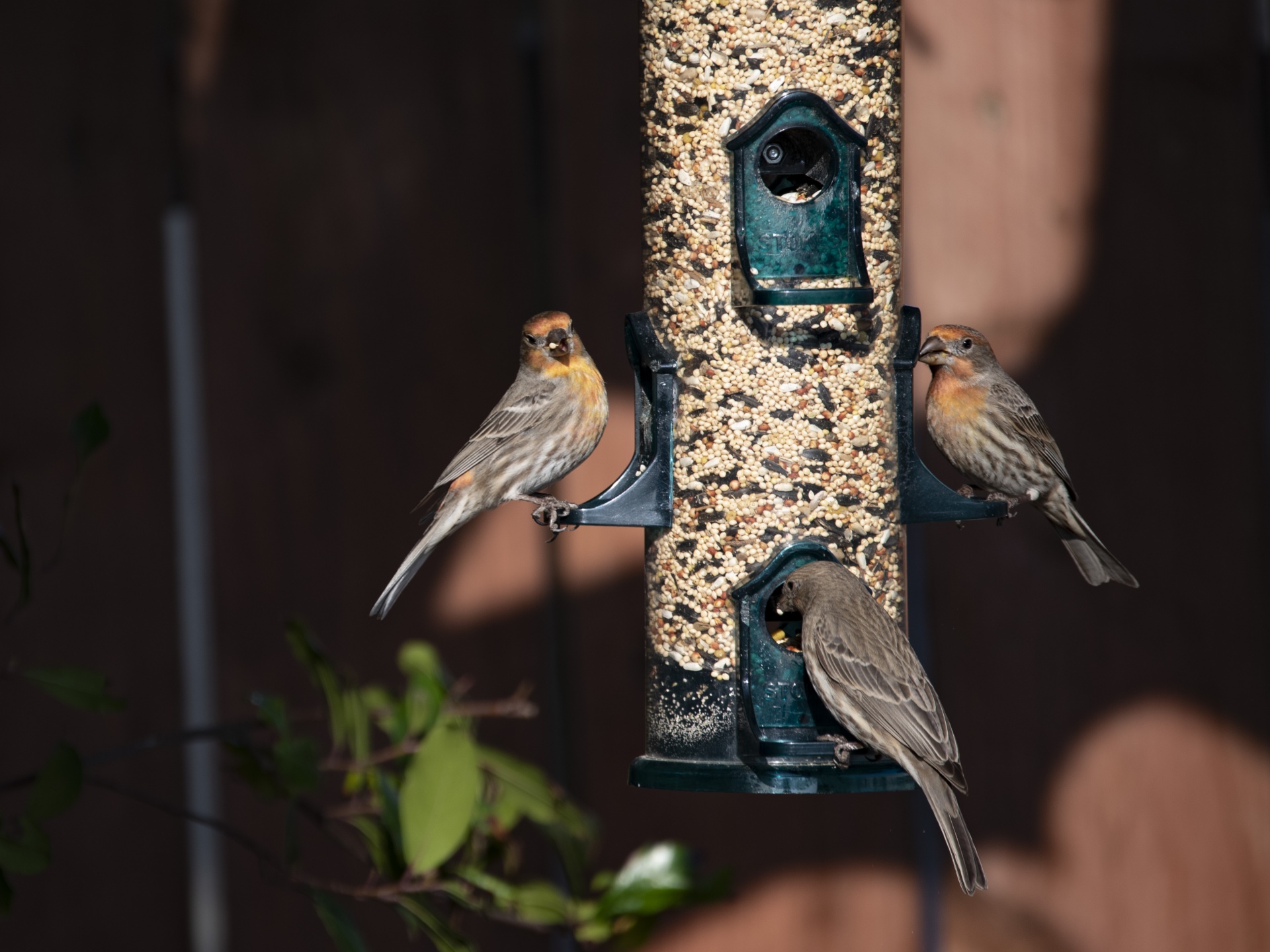 Finches At A Feeder