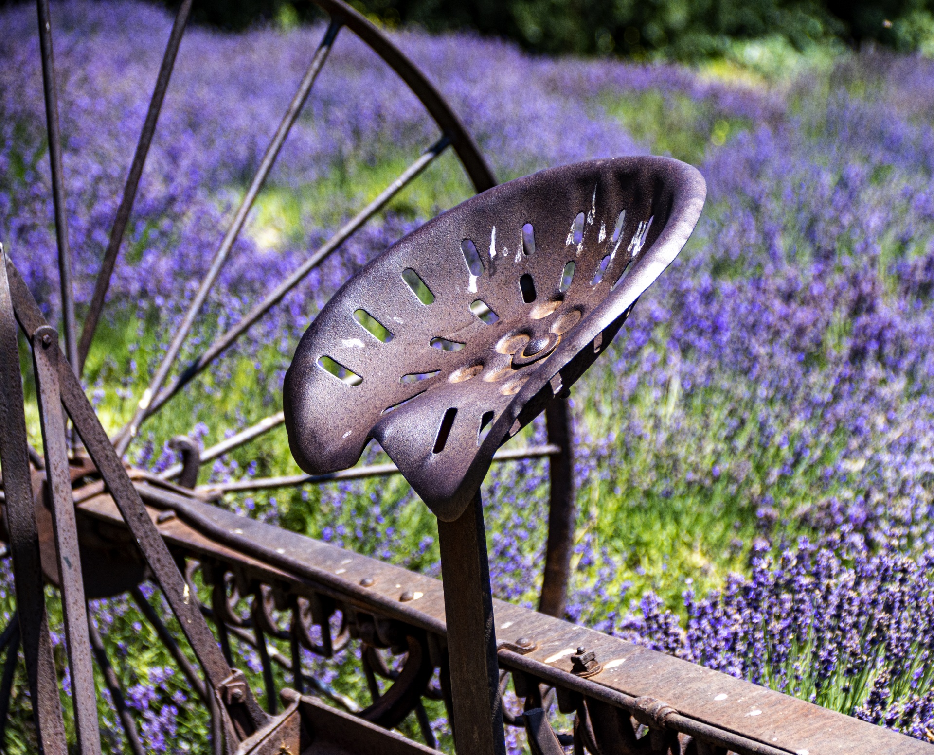 lavender between the growing around an old piece of the seat of a rusty old piece of farming equipment