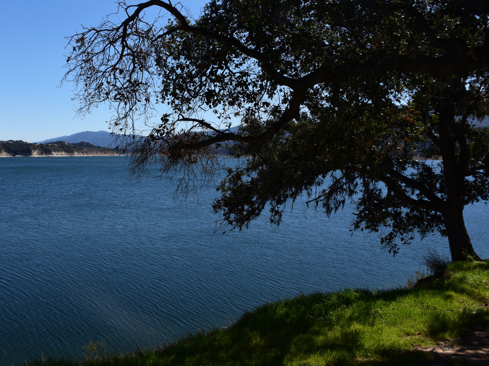 a tree perches the the grassy green shores of the large lake reservoir of Lake Cachuma