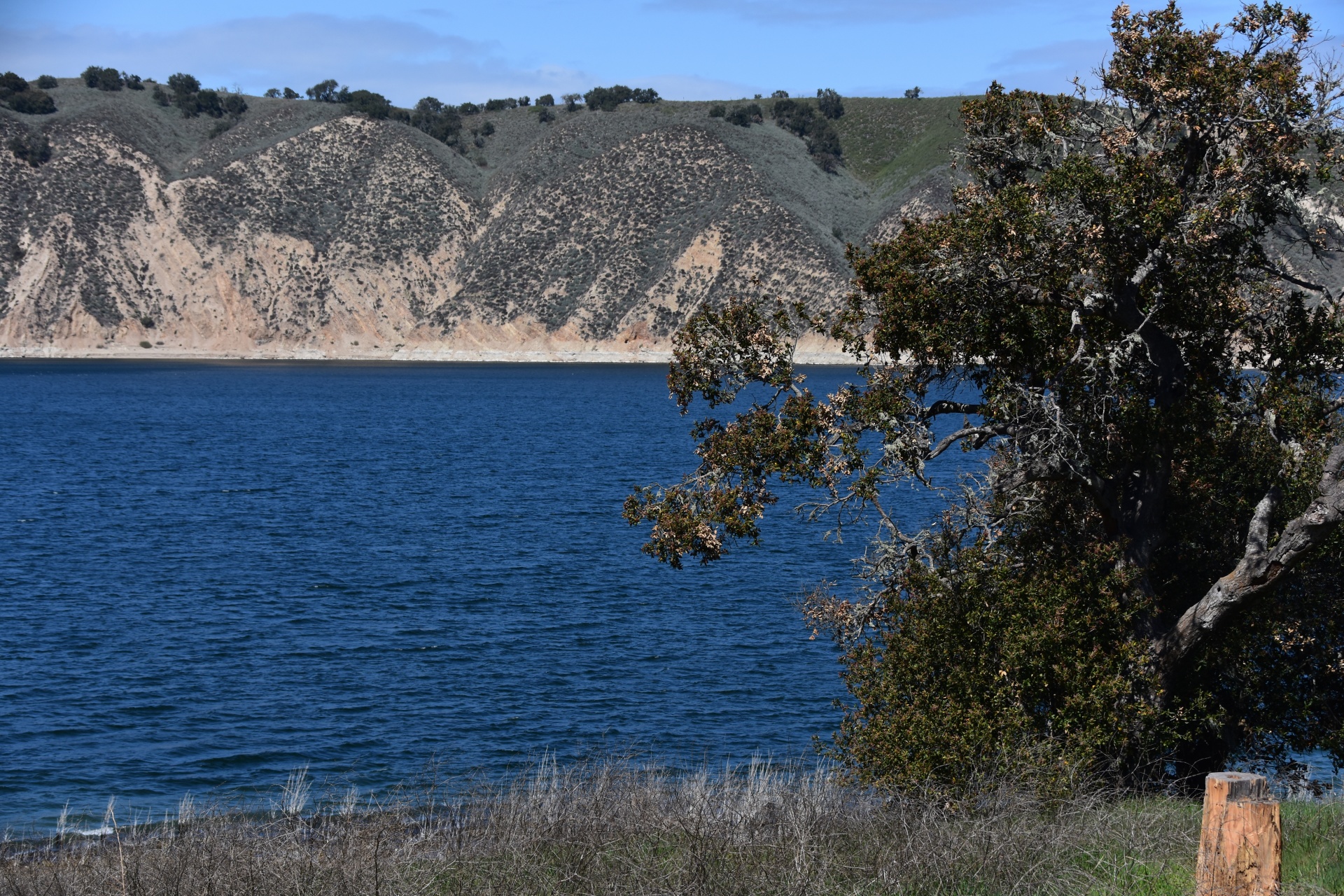 a tree perches the the grassy green shores of the large lake reservoir of Lake Cachuma