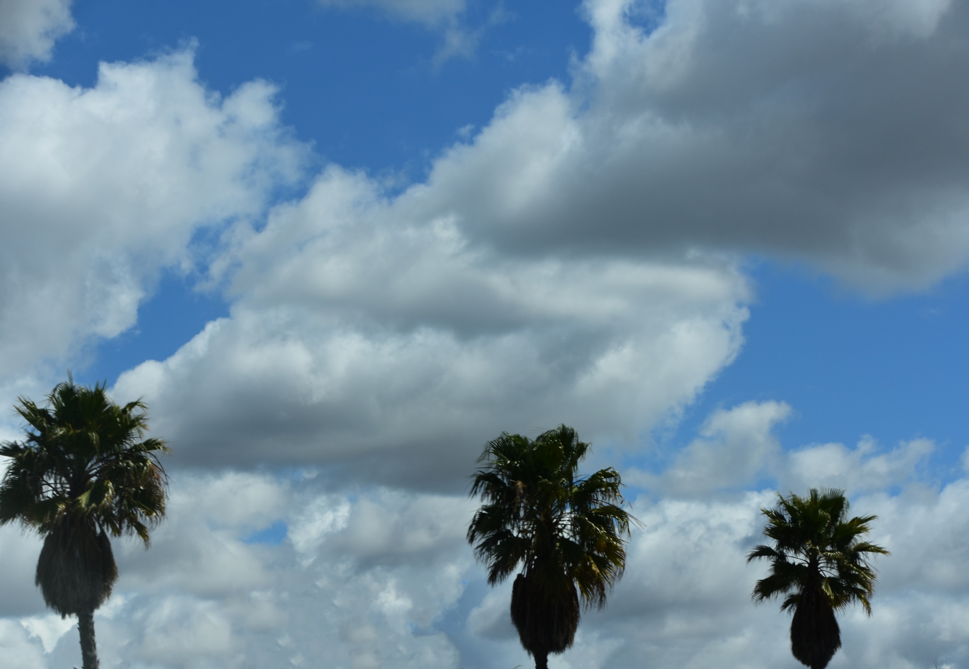 palm trees silhouetted against a blue sky full of the cotton like Cumulus clouds turning into storm clouds