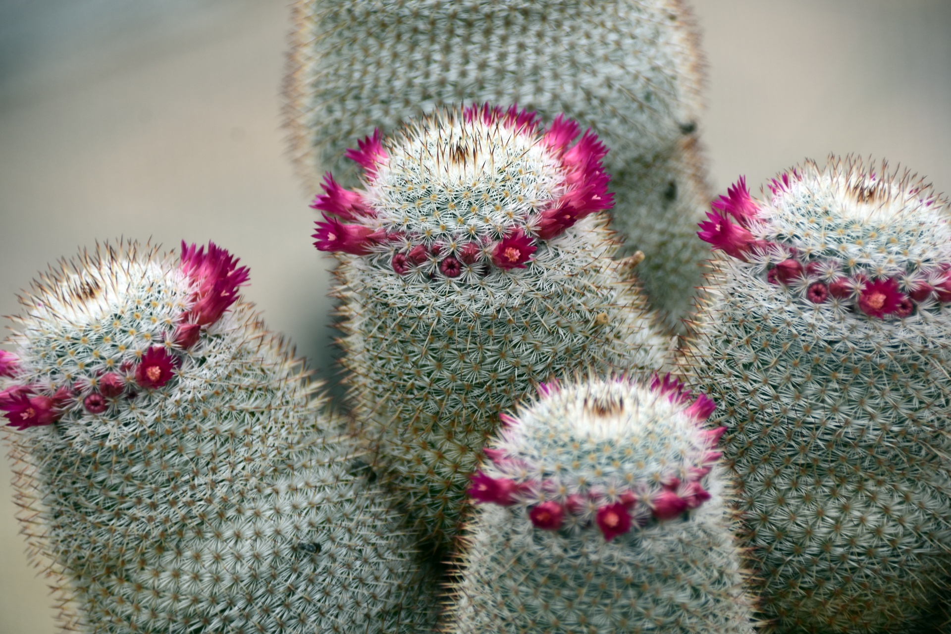 Spring Blooming Cactus
